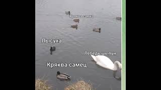 нозвания водоплавающих птицы на английском языке и на русском языке