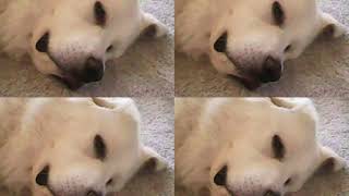 Cute Olaf the Great Pyrenees