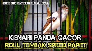 KENARI GACOR SPEED RAPET COCOK BUAT MASTERAN BURUNG LOMBA