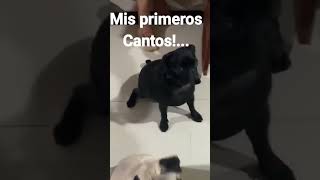 mi primer canto canino.. #parati #dog #fypyoutube #fypシ゚viral #chihuahua #fypシ゚viral  #fypyoutube