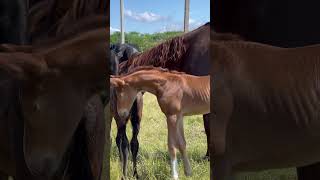 Colt by Sir Heinrich-Revolution *2023