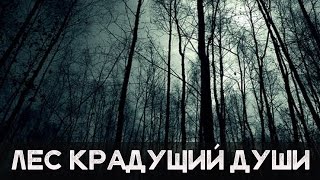 ЛЕС КРАДУЩИЙ ДУШИ [Пугающие мистические истории #120]