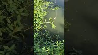 sambaran toman #ikan #toman #shortvideo #shorts #ikantoman