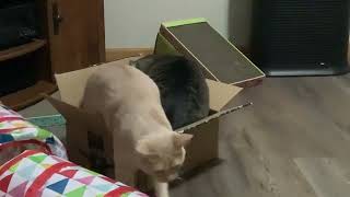 Two cats in a box