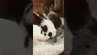 Cute bunnies eating #bunnies #shorts #cute #viral #subscribe #like #comment #eating #asmr #share