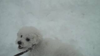 Bichon Frise in the Snow - Big Snowstorm