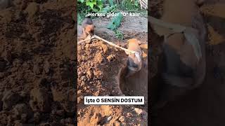 İşte o dediğin dostuna yolla😉 #emircanigrek #sessizyazar #köpek #shorts #yavru #keşfet #youtube #dog