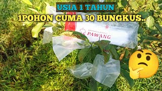 USIA 1TAHUN 1POHON CUMA 30 BUNGKUS.. 🤔