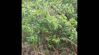 Green Chickasaw Plums