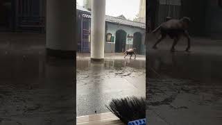 Hujan Deras tapi anak-anak HAPPY MAIN HUJAN 🌧️🌧️🥳 #shortvideo #viralvideo #rain #rainraingoaway