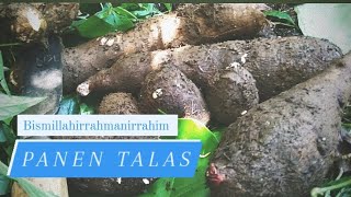 panen talas #petani #talas