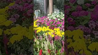 Lalbagh #flowershow2024