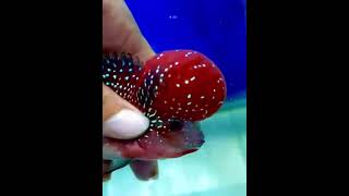 FLOWERHORN FISH#shorts #fish #trending