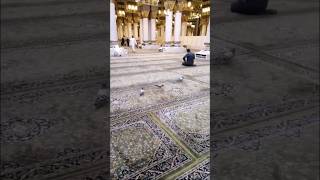 Bird’s enjoying at masjid e nabvi ❤️