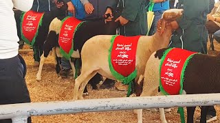 سلالة الدمان 🏅في المعرض الدولي في مكناس 2024. 🐑✅ #ANOC#