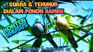 Spesial dekukur alam liar dipohon bambu asik didengar & buat pancingan #dekukur #burungdekukur