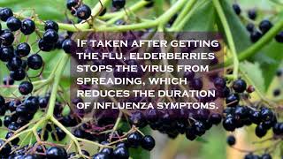 Elderberries Prevent and Treat Influenza