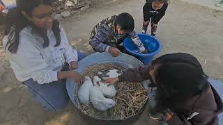 Nepal petting farm with museum #kid #farm #Anantalingeshwar #nepal