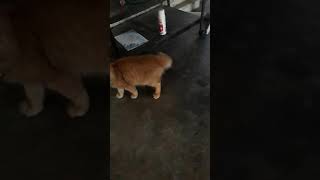 Kucing Oren Lagi Atraksi