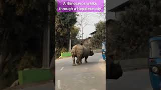 A rhinoceros walks through a city. Nepal. #amazing #nature #rhinoceros