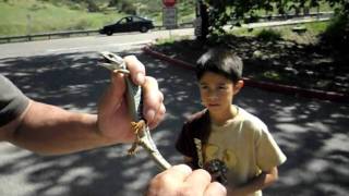 Mission Trails Alligator Lizard Catch