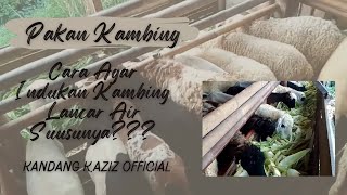 PAKAN KAMBING || Cara agar indukan kambing lancar air susunya!! caranya ?