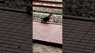 Crow has no legs 😭😭😭😭😭 #shorts #animal #video