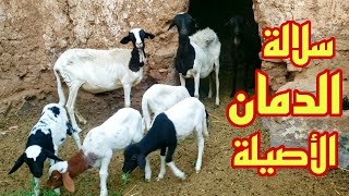 نعجات سلالة الدمان الأصيلة