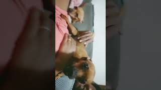 O Luke não  quer fazer hora extra🐕🐕