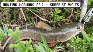 Hunting Haruans Ep.2 - Surprise Visits