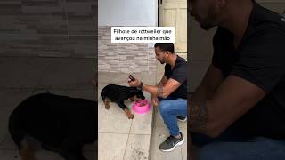 Filhote de rottweiler que avançou na minha mão.   #adestramento #cachorro #rottweiler #shorts #crdog