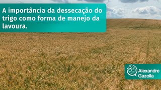 A importância da dessecação do trigo como forma de manejo da lavoura.