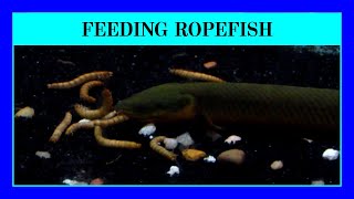 Episode 59 - What To Feed Your Ropefish / Reedfish in an Aquarium. (And some tips on quality food!)