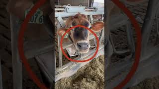 Blockie is hungry #shorts #cow #subscribe #shorts #like #farm