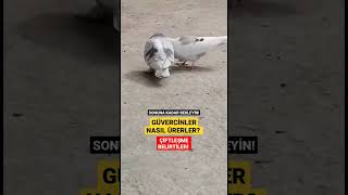 GÜVERCİN ÜREME BELİRTİLERİ | KIZGINLIK DÖNEMİ | KUR ZAMANI | GÜVERCİN | KUŞLAR |•