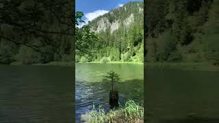 I ❤ Austria - tree growing on a dead tree🤩 #iloveaustria #austria #travel