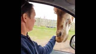 feeding a giraffe