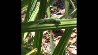 Green Anole On Scrub Palmetto