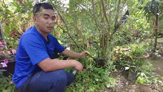 Harvesting Marcotted Olive Tree