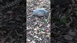 The Biggest Armadillo I’ve Ever Seen! #nature #animals #forest