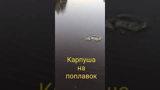 поклевка карпа на поплавок крупным планом! #рыбалка #карп #летняярыбалка #рыбалканапоплавок