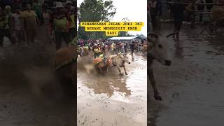 PACU JAWI (STORY) SLOWMOTION SAPI BERLARI #trandingshorts  #minangkabau  #pacujawi  #viral