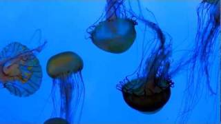 More Jelly Fish!