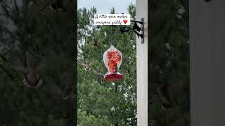 Hummingbird frenzy ❤️ #shorts #birdlover #nature #shortsfeed #shortsvideo #love #birds #fyp