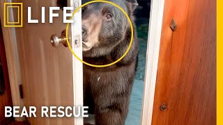 Saving Bears: The Most Emotional Rescue Moments | Animal Rescue Compilation