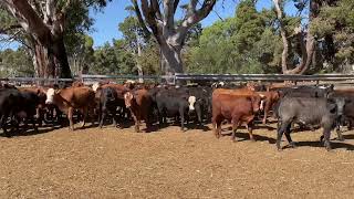 76 Mixed breed steers