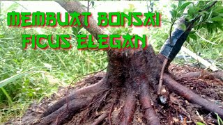 beringin iprik transformasi menjadi ficus elegan #blandongelite