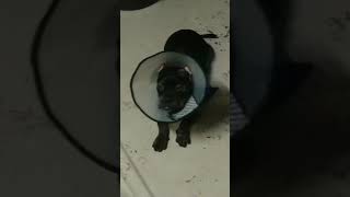 Bully wears cone | Ear Cropping | #shorts #americanbully #doglovers