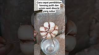 part1 #berkebun #berkebundirumah #pertanian #petualangan cara simpel pembibitan bawang putuh