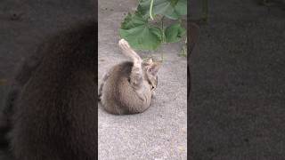 Little Cat Emjoying Ownself